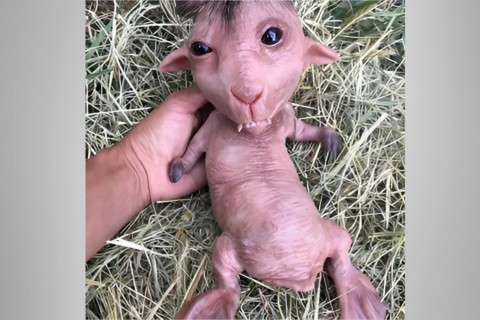 Boato sobre filhote de cachorro com rosto humano assusta moradores de Várzea Paulista